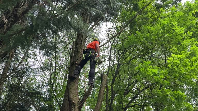 Best Lawn Dethatching Services  in USA